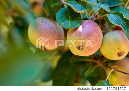 Fresh apples growing on a tree for harvest in a sustainable orchard on a sunny day outdoors. Closeup of ripe, nutritious and organic fruit cultivated on a thriving farm or grove in the countryside Fresh apples growing on a tree for harvest in a sustainable orchard on a sunny day outdoors. Closeup of ripe, nutritious and organic fruit cultivated on a thriving farm or grove in the countryside 121791717