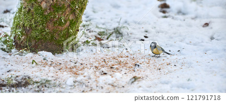 Supporting and feeding bird life during the winter season as part of nature conservation and protection. Eurasian blue tit standing outside on the snow during an icy and cold morning after snow fall Supporting and feeding bird life during the winter season as part of nature conservation and protection. Eurasian blue tit standing outside on the snow during an icy and cold morning after snow fall 121791718
