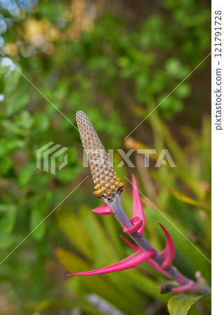 Aechmea bromeliifolia plant growing in a garden or field outdoors. Closeup of beautiful flowering plants from the bromeliads species blooming and blossoming in nature during a sunny day in spring Aechmea bromeliifolia plant growing in a garden or field outdoors. Closeup of beautiful flowering plants from the bromeliads species blooming and blossoming in nature during a sunny day in spring 121791728