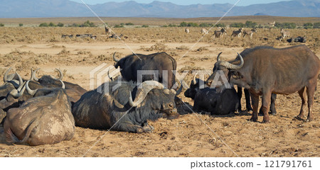 A herd of wild African Buffalo outdoors on the safari on a hot summer day. Wildlife in the savannah basking in the sun before migrating to another region. A view of animals in the wilderness 121791761