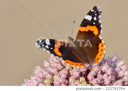 Closeup of a butterfly sitting on a plant outside in a garden. Beautiful and colourful insect during summer feeding on a flower. The Red Admiral or Vanessa atalanta butterfly on a hot day 121791764