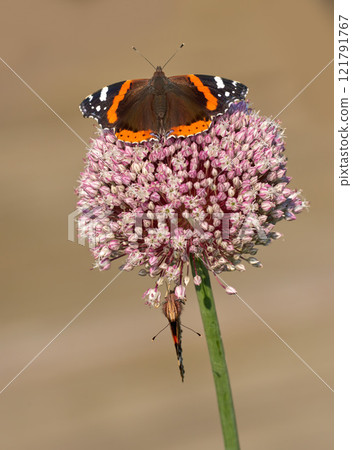 Closeup of two butterflies pollinating on a plant outside in a garden. Beautiful and colorful insects during summer pollination season. The red admiral or vanessa atalanta butterfly on a summer day Closeup of two butterflies pollinating on a plant outside in a garden. Beautiful and colorful insects during summer pollination season. The red admiral or vanessa atalanta butterfly on a summer day 121791767