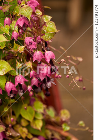 Closeup of purple snakes head fritillary flowers growing and flowering on green stems in a remote field, meadow or home garden. Textured detail of fritillaria meleagris plants blossoming or blooming 121791774