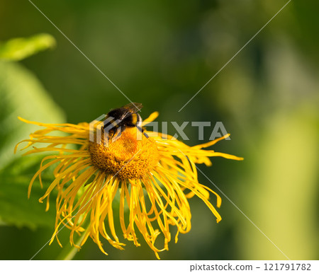 Closeup of a honey bee landing on a Horse Yellowhead in a green garden in with a blurry background and bokeh. Macro details of soft flowers in harmony with nature, tranquil wild flower quiet backyard 121791782