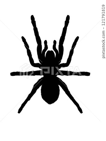 Tarantula silhouette illustration Tarantula silhouette illustration 121791819