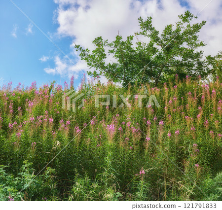 Pink fireweed flowers growing on green stems in lush meadow bush and shrub in remote countryside with blue sky and clouds. Wild hamaenerion angustifolium or rosebay willowherb blossoming near forest 121791833