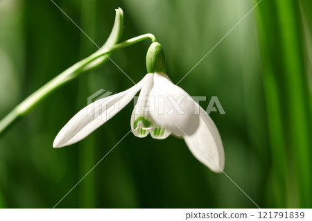 Closeup of a snowdrop flower on a nature green background with copy space. Common white flowering plant or Galanthus Nivalis growing with pretty petals, leaves and stem blooming during spring season 121791839