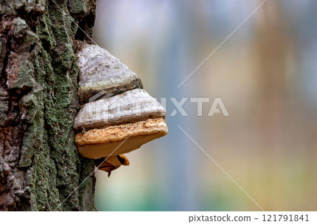 Unique mushroom growth on a tree trunk in a serene forest setting during springtime. Copy space. 121791841