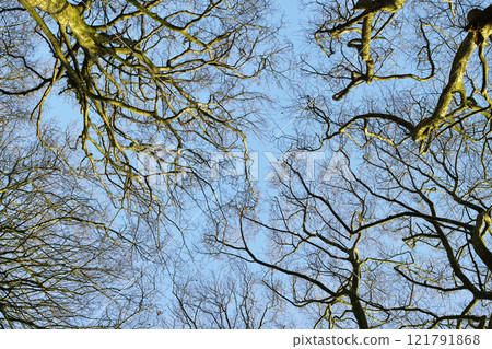 Low angle view of autumn beech trees with no leaves and a clear blue sky in a remote forest or countryside in Norway. Woods with dry fall branches and twigs in a serene, secluded nature environment Low angle view of autumn beech trees with no leaves and a clear blue sky in a remote forest or countryside in Norway. Woods with dry fall branches and twigs in a serene, secluded nature environment 121791868