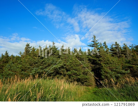 Tall trees growing in a lush green forest with copyspace, peaceful soothing beauty in nature. Wooden texture and patterns growth in a woodland, with hidden peace, soothing and calming view Tall trees growing in a lush green forest with copyspace, peaceful soothing beauty in nature. Wooden texture and patterns growth in a woodland, with hidden peace, soothing and calming view 121791869