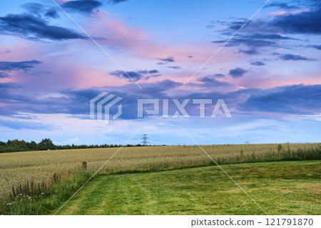 Rye or wheat grain growing on a farm in remote countryside with copy space at sunset. Detail texture background of sustainable local cornfield growing and sprouting for harvest season with copyspace 121791870