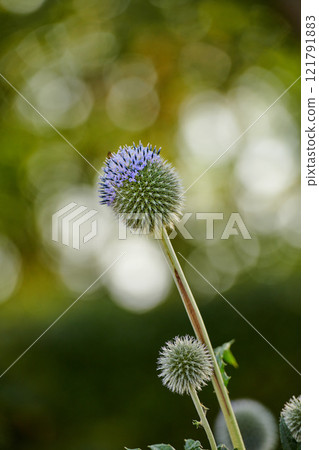 Closeup of blue Globe Thistle growing in a green garden in with a blurry background and bokeh. Macro details of soft flowers in harmony with nature, tranquil wild flowerheads in a zen, quiet backyard Closeup of blue Globe Thistle growing in a green garden in with a blurry background and bokeh. Macro details of soft flowers in harmony with nature, tranquil wild flowerheads in a zen, quiet backyard 121791883