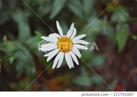 Closeup of one white daisy Marguerite flower blooming in a garden with copy space. Details of pretty bright flower petal textures outdoor. Gardening perennial plant for yard decoration or landscaping Closeup of one white daisy Marguerite flower blooming in a garden with copy space. Details of pretty bright flower petal textures outdoor. Gardening perennial plant for yard decoration or landscaping 121791887