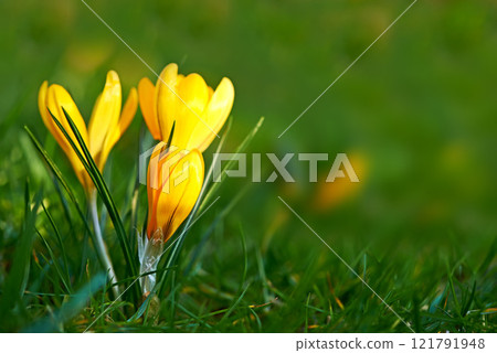 Closeup of a crocus flower growing on lush green grass during spring outdoors. Low growing yellow flowerhead blossoming or blooming in a backyard. Beautiful wild flora or plant during springtime Closeup of a crocus flower growing on lush green grass during spring outdoors. Low growing yellow flowerhead blossoming or blooming in a backyard. Beautiful wild flora or plant during springtime 121791948