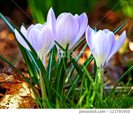 Low growing crocus, stems grow underground, yellow, orange or purple flowers symbolising rebirth, change, joy and romantic devotion. Beautiful wild purple flowers growing in the forest or woods Low growing crocus, stems grow underground, yellow, orange or purple flowers symbolising rebirth, change, joy and romantic devotion. Beautiful wild purple flowers growing in the forest or woods 121791950