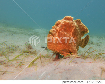 Yellow Giant Frogfish, Antennarius commerson, Puerto Galera, Philippines 121792553