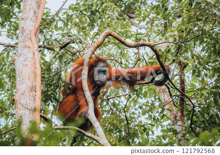 Orangutan in the jungle of Borneo, Indonesia. 121792568