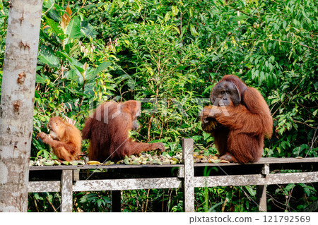 Wild Orangutan hanging on the trees in the jungle of Borneo Indonesia. 121792569