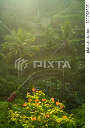 Rice fields at sunset from above, Bali, Indonesia Rice fields at sunset from above, Bali, Indonesia 121792605