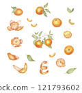 Tangerines on a branch painted with watercolors Set of mandarin fruit design elements. Ripe orange watercolor.Orange fruit vitamin Citrus illustration 121793602