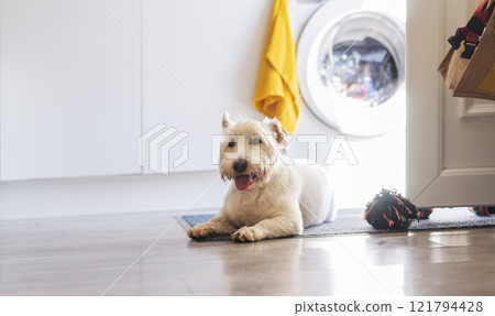 Cheerful white terrier lying on a mat in a laundry room, surrounded by natural sunlight, a washing machine, and vibrant yellow accents 121794428