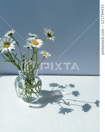 Glass pitcher filled with fresh daisies with elegant shadows on a white surface against a minimal blue background Glass pitcher filled with fresh daisies with elegant shadows on a white surface against a minimal blue background 121794435