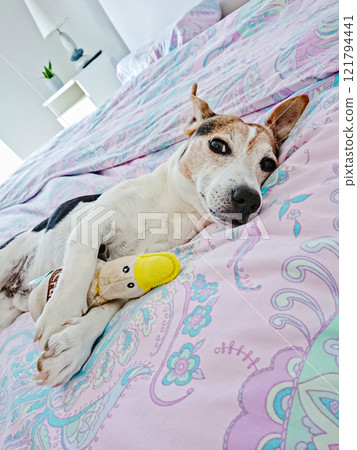 Cute dog lying comfortably on patterned bed, holding yellow plush toy in a well-lit bedroom with pastel decor and white nightstand 121794441