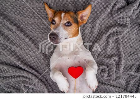 Jack Russell Terrier lies on soft gray blanket, with red heart prop, symbolizing love, loyalty, and affection Jack Russell Terrier lies on soft gray blanket, with red heart prop, symbolizing love, loyalty, and affection 121794443