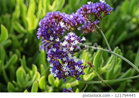 Vibrant cluster of purple and white flowers blooming against lush green background, illuminated by natural sunlight 121794445