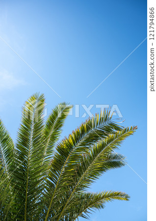 Bright green palm leaves stretch upwards on a sunny day against a bright blue sky. 121794866