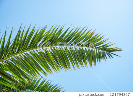 Bright green palm leaves stretch upwards on a sunny day against a bright blue sky. 121794867