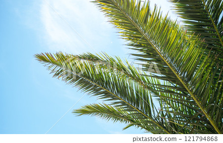 Bright green palm leaves stretch upwards on a sunny day against a bright blue sky. Bright green palm leaves stretch upwards on a sunny day against a bright blue sky. 121794868