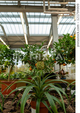 Various green plants and decorative pineapple is sold in store. Various green plants and decorative pineapple is sold in store. 121794909