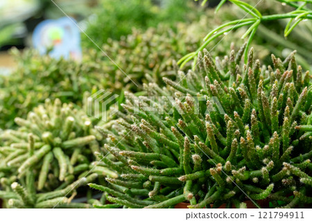 A vibrant collection of succulents A vibrant collection of succulents 121794911