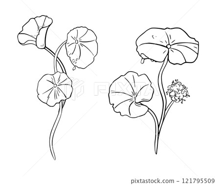 Centella asiatica tropical herb black white vector illustration on white. Pennywort umbrella shaped leaves and flower hand drawn monochrome botanical sketch for design packaging herbal extract product 121795509