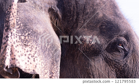 Elephant up Elephant up 121795583