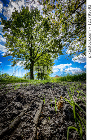 Lush, green trees spread under a bright blue sky in a breathtaking landscape of nature 121795692