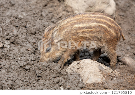 A Young Wild Boar is foraging enthusiastically in the nutrientrich Soil beneath it 121795810