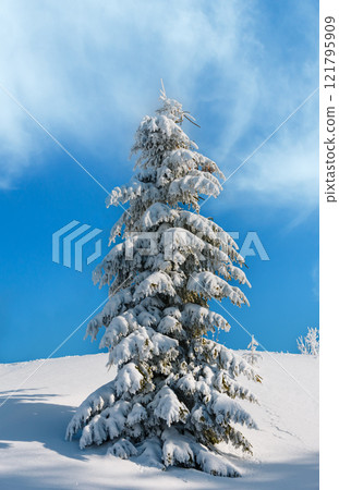 Winter snow cowered fir tree in mountain Winter snow cowered fir tree in mountain 121795909