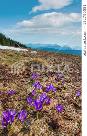 Purple Crocus flowers on spring mountain 121796081