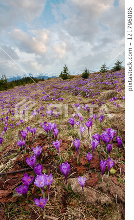 Purple Crocus flowers on spring mountain 121796086