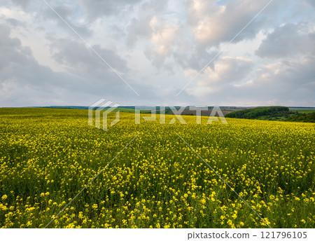 Spring rapeseed yellow blooming fields 121796105