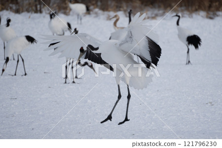 Dancing cranes Dancing cranes 121796230
