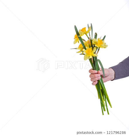 beautiful yellow flowers daffodils in the hands of a girl on a white background beautiful yellow flowers daffodils in the hands of a girl on a white background 121796286
