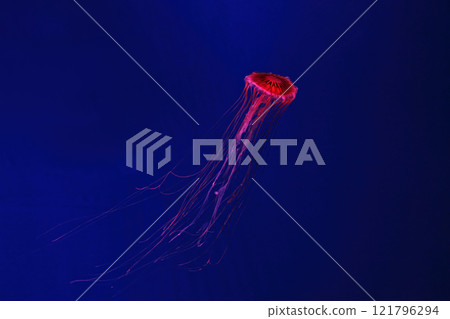 Shooting macro Chrysaora pacifica underwater 121796294