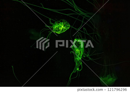 Macro shot of Chrysaora quinquecirrha underwater Macro shot of Chrysaora quinquecirrha underwater 121796296