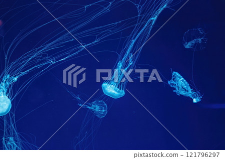 Macro shot of Chrysaora quinquecirrha underwater 121796297