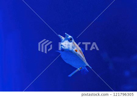 Underwater shot of fish Lactoria cornuta 121796305
