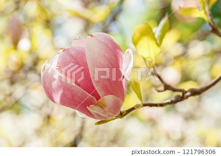beautiful magnolia bloom against the blue sky beautiful magnolia bloom against the blue sky 121796306