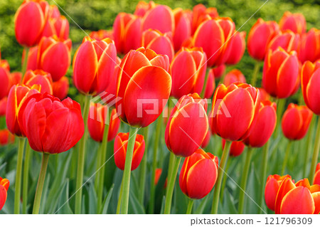 tulip bloom, beautiful field of tulips tulip bloom, beautiful field of tulips 121796309
